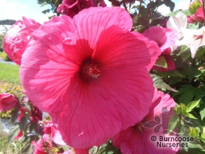 HIBISCUS moscheutos 'Planet Griotte' 